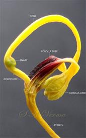  Young flower with corolla tube opened at one side and limb unopened